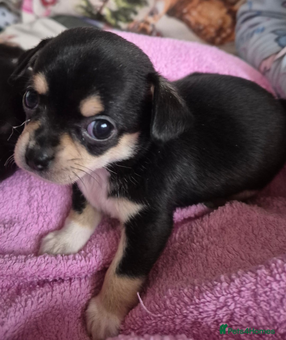 Chihuahua dogs for sale: Beautiful chihuahua puppies  - Advert 3