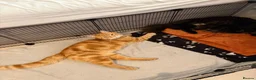 Mixed Breed cats for sale: Beautiful litter of fluffy kittens  - Advert 13