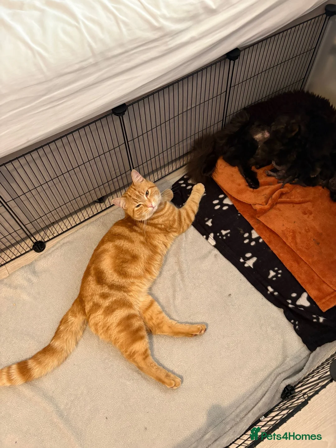 Mixed Breed cats for sale: Beautiful litter of fluffy kittens  - Advert 13