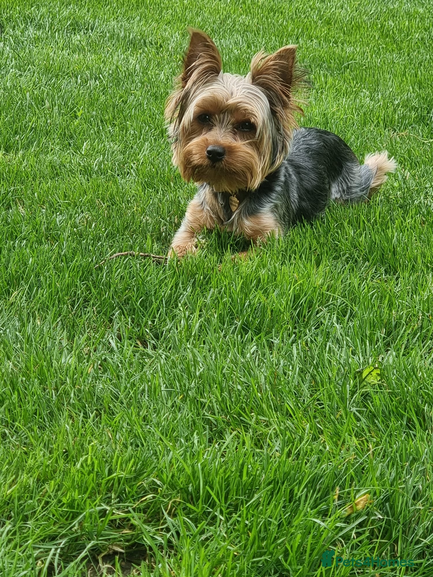 Mimi