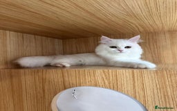 Mixed Breed cats for adoption: BLANCO - AMAZINGLY HANDSOME KITTEN NEUTERED VACCIN - Image 1
