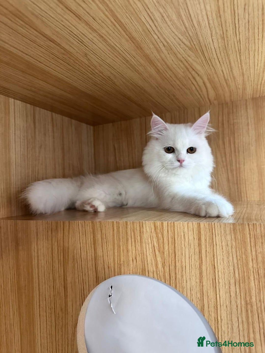 Mixed Breed cats for adoption: BLANCO - AMAZINGLY HANDSOME KITTEN NEUTERED VACCIN - Image 1