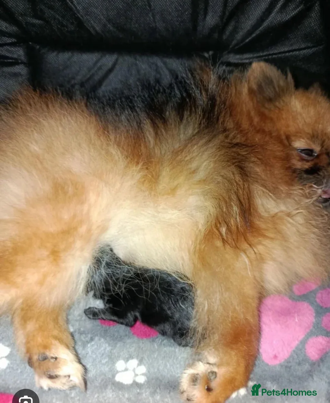 Pomeranian dogs for sale: 10 week old Pomeranian puppy - Advert 3