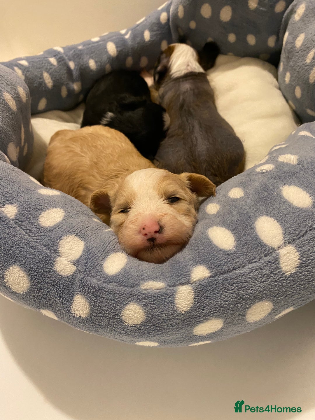 Chinese Crested dogs for sale: Chinese Crested puppies - Advert 4