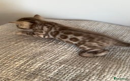 Bengal cats for sale: Milo & Maya’s beautiful pure Bengal babies 🐾 - Image 7