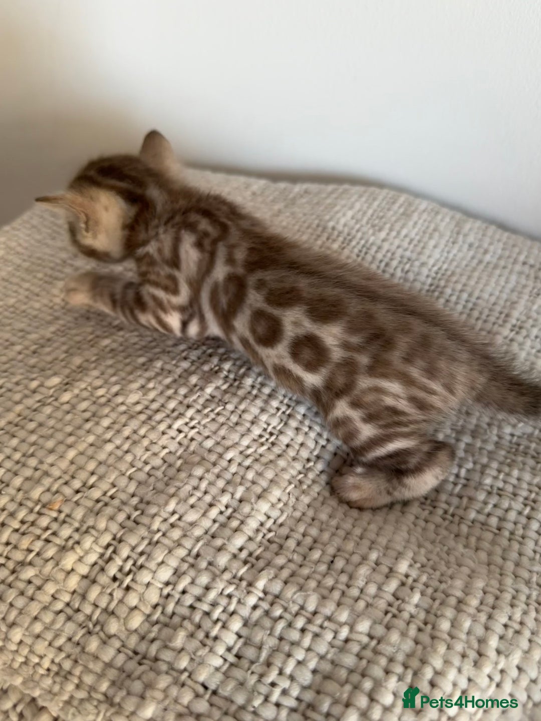 Bengal cats for sale: Milo & Maya’s beautiful pure Bengal babies 🐾 - Image 7
