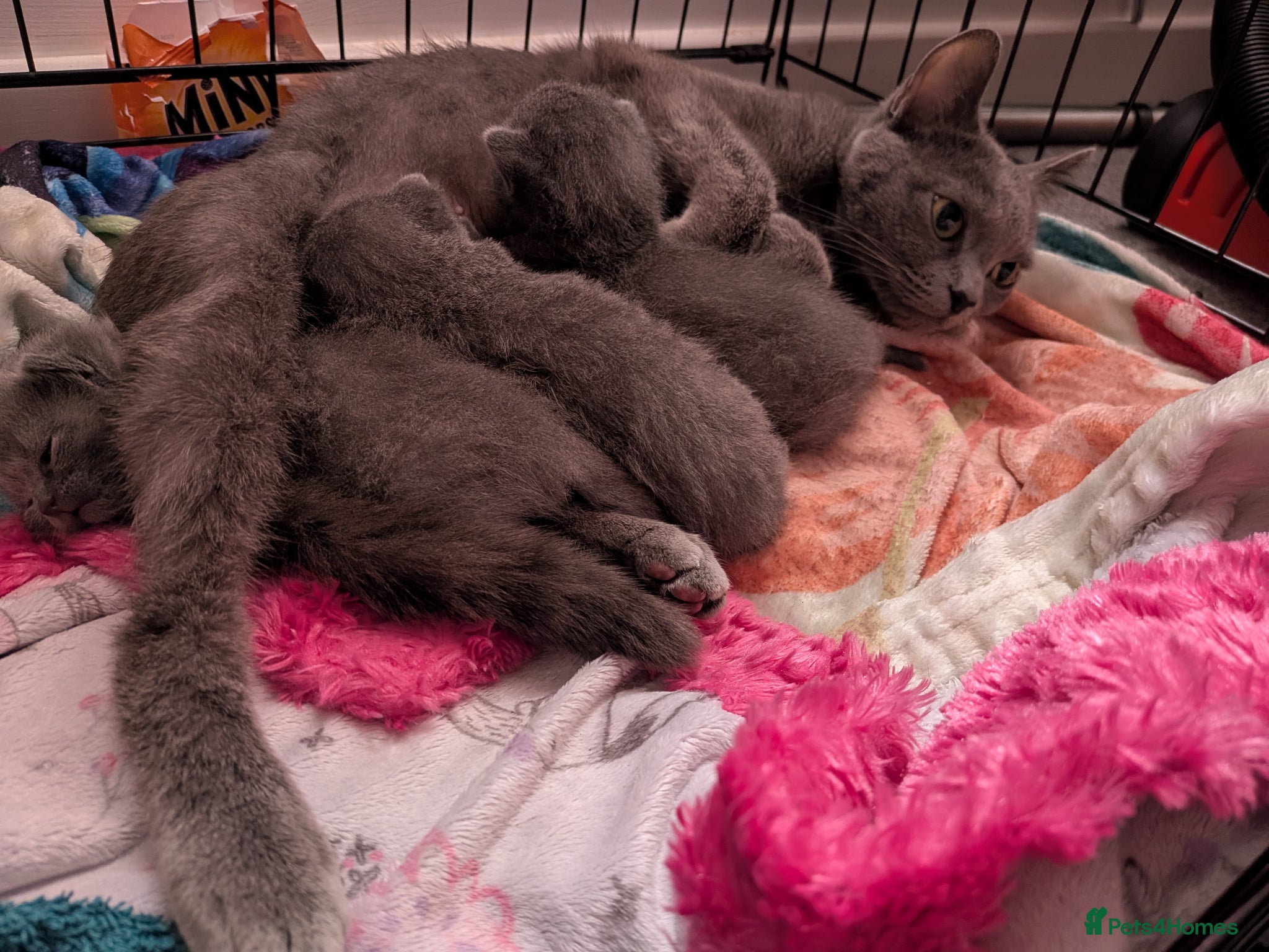 Russian Blue cats 2 beautiful Russian blue male kittens  - Advert 2