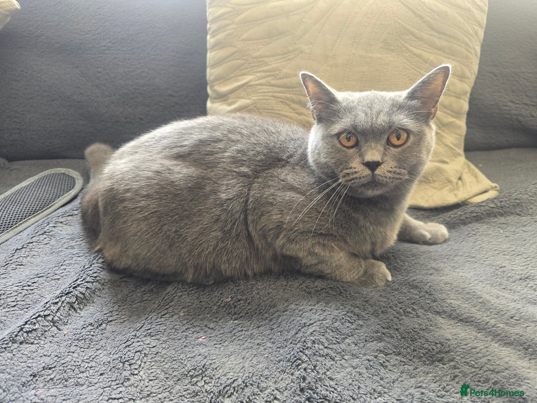 British Shorthair cats for sale: British Short-hair Kittens x3  - Image 8