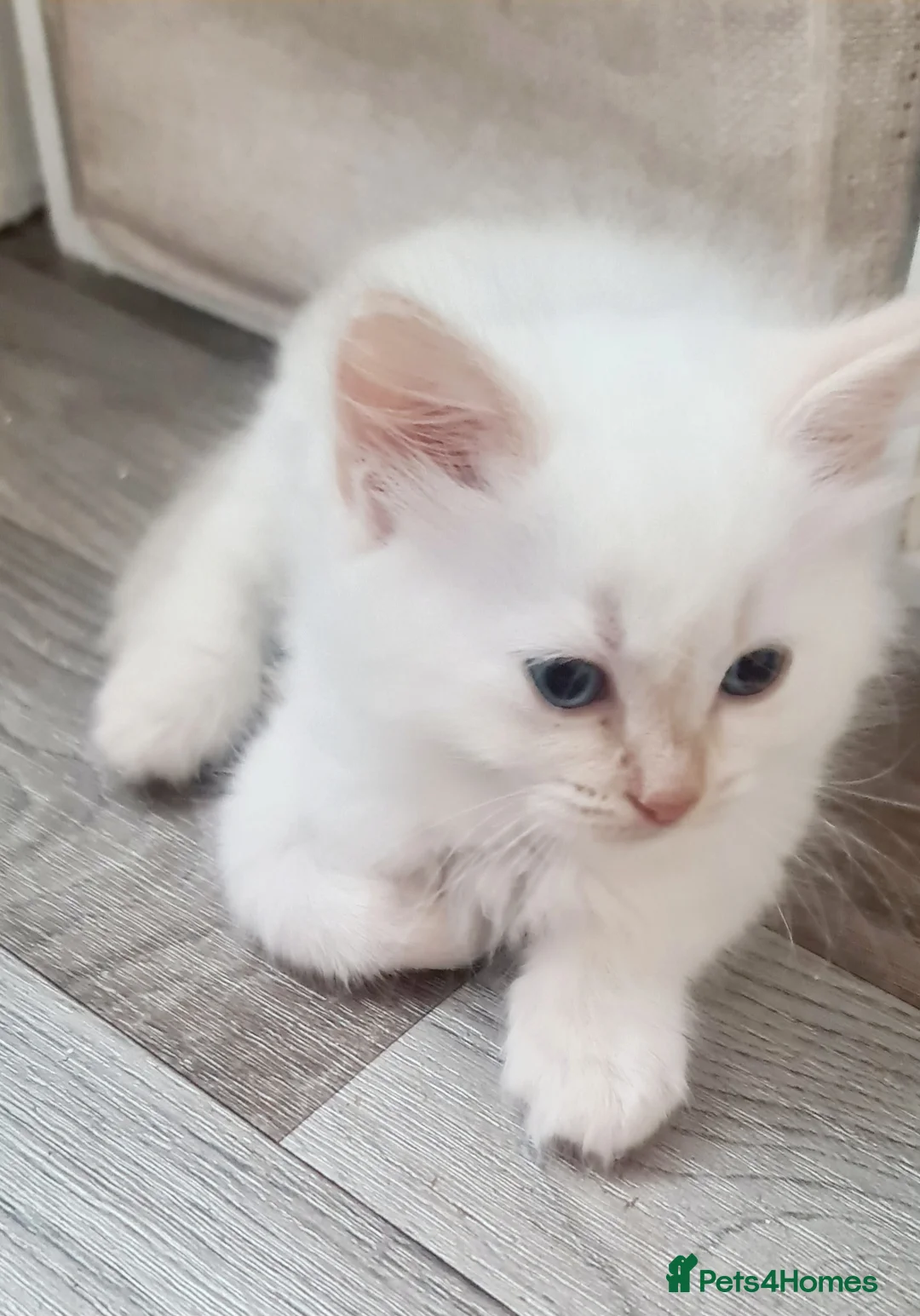 Ragdoll cats for sale: Pure ragdoll kitten  in Leicester - Advert 25