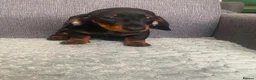 Miniature Dachshund dogs for sale: Miniature dachshund in Nelson - Advert 6