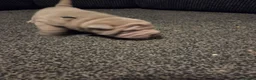 Shar Pei dogs for sale: 5 Shar peis in Hull - Advert 14