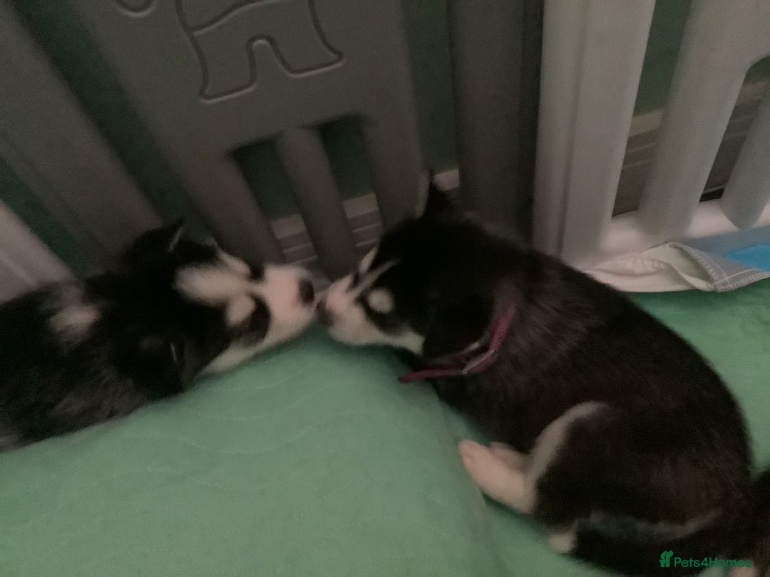 Siberian Husky dogs for sale: Gorgeous husky pups - Image 9