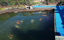 Koi Carp fish for sale: Koi Carp  - Image 1