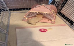 Maltipoo dogs for sale: Tea cup/ pocket puppy Maltipoo girl 🩷 - Image 9