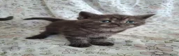 British Shorthair cats for sale: Black smoked tabby British Shorthair in Chesterfield - Advert 2