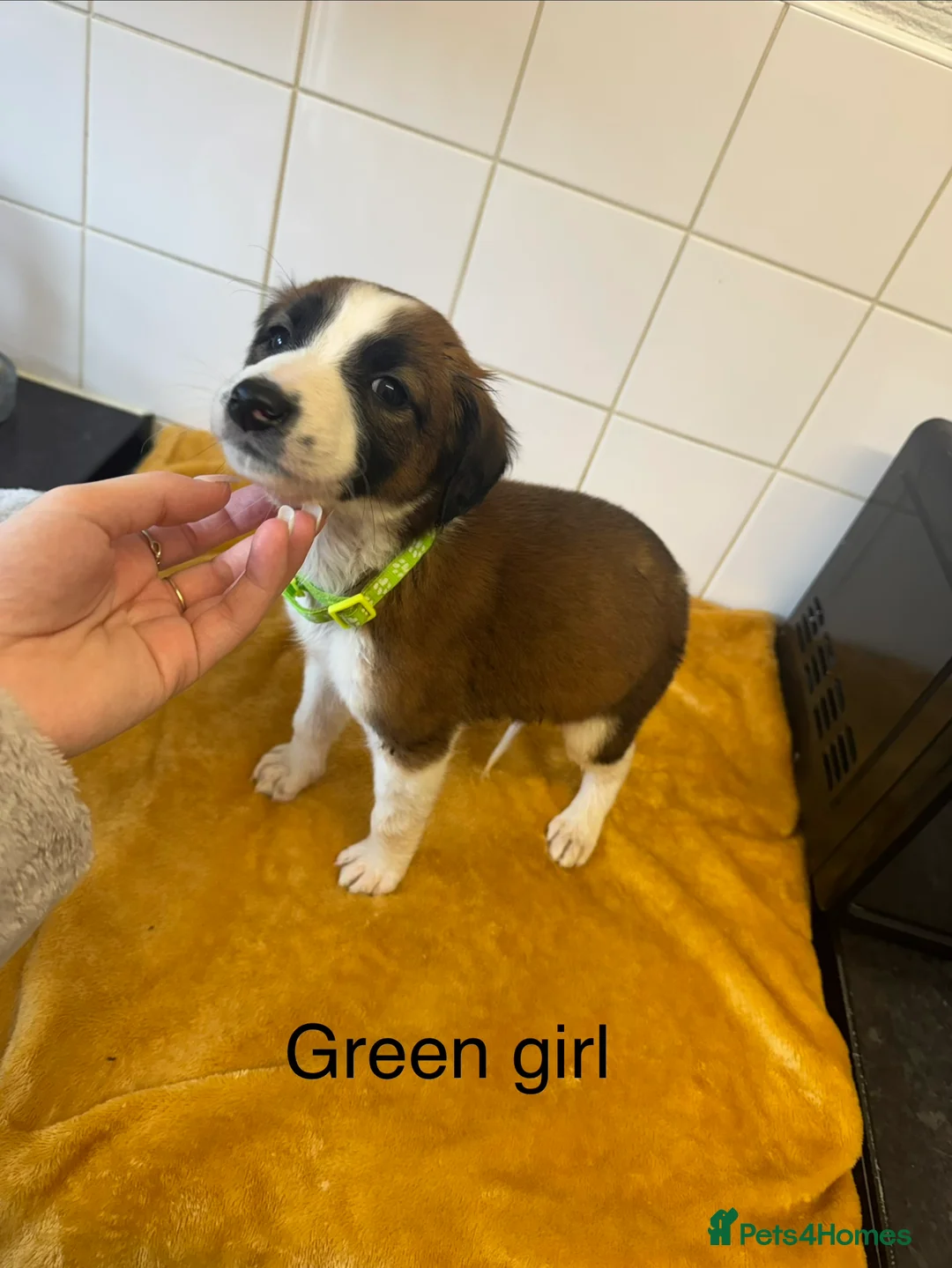 Lurcher dogs for sale: Mali x sluki puppies  - Advert 22