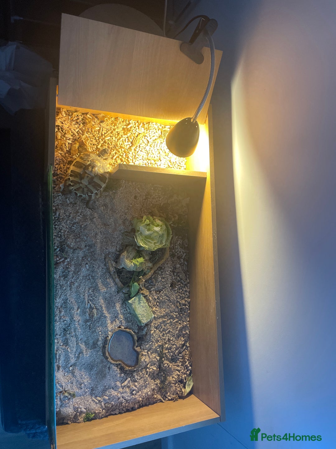 Hermann Tortoise reptiles for sale: Hermann Tortoise - Advert 3