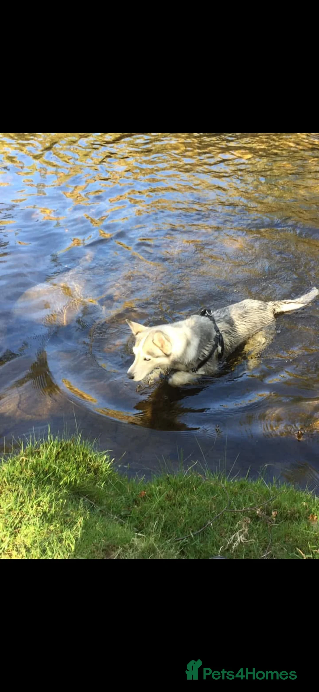 Siberian Husky dogs for sale: Beautiful Husky for adoption! - Advert 2