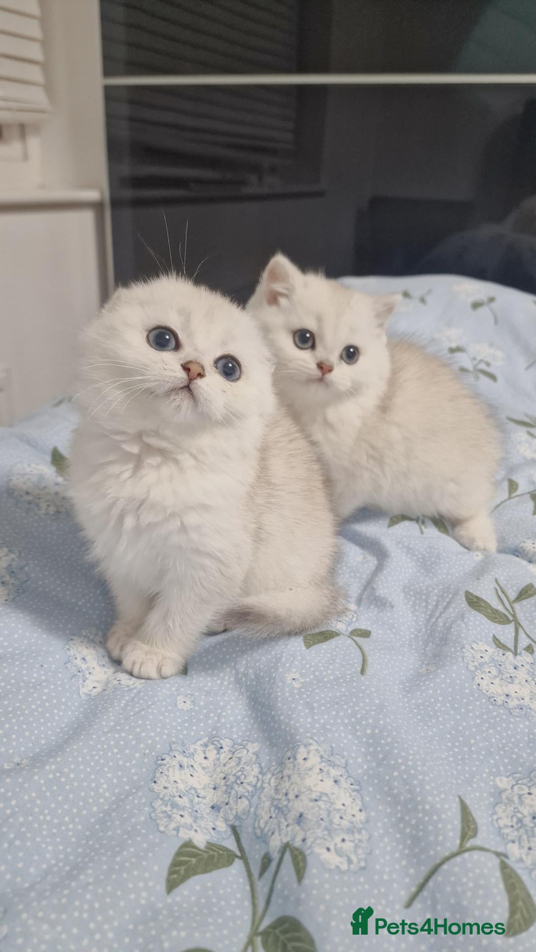 Scottish Fold cats Last kittens, girl & boy looking for their homes  - Advert 17