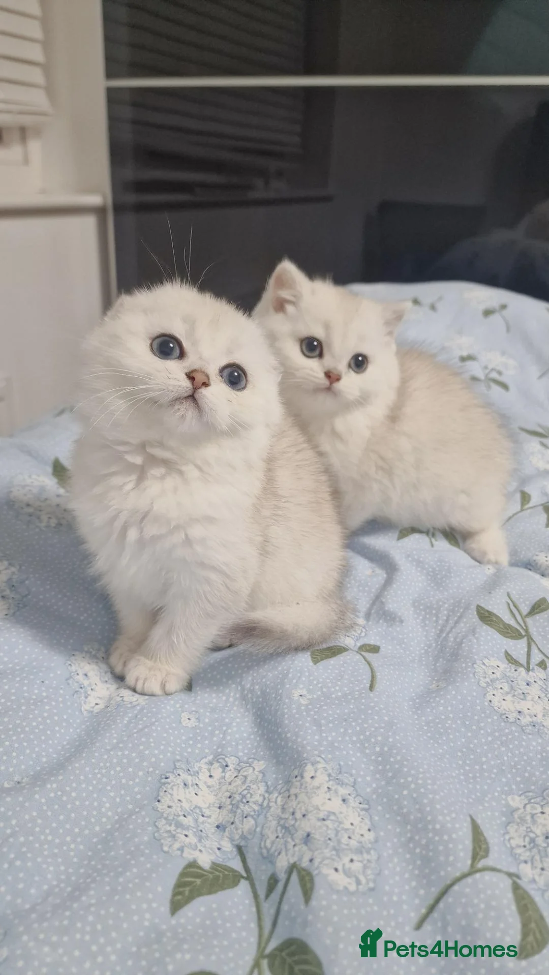 Scottish Fold cats for sale: Last kittens, girl & boy looking for their homes  - Advert 1