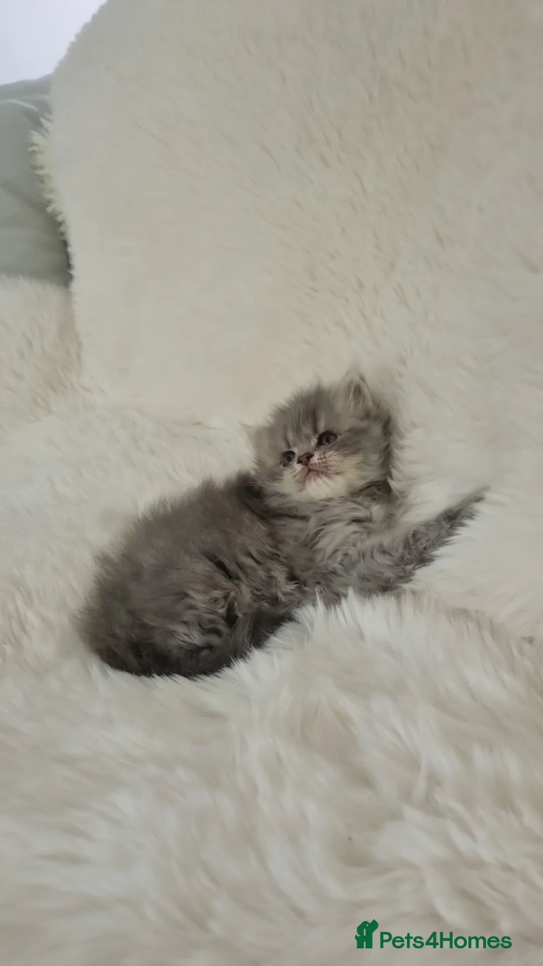 Maine Coon cats for sale: Maine coon x persian kitten for sale  - Advert 10