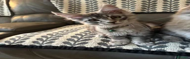 Maine Coon Kitten 2