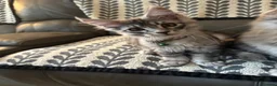 Maine Coon cats for sale: 3 Beautiful Maine Coon kittens forsale in Ammanford - Advert 25