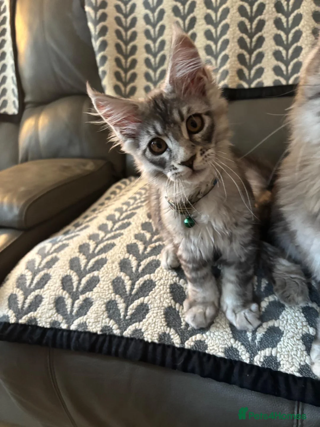 Maine Coon cats for sale: 3 Beautiful Maine Coon kittens forsale in Ammanford - Advert 25