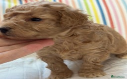 Toy Poodle dogs for sale: Tiny toy poodle boys  - Advert 36