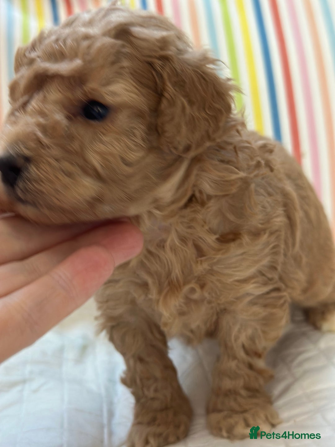 Toy Poodle dogs for sale: Tiny toy poodle boys  - Advert 36