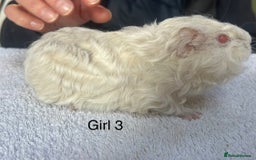 Guinea Pig rodents for sale: Various breeds of baby guinea pigs for sale - Image 7