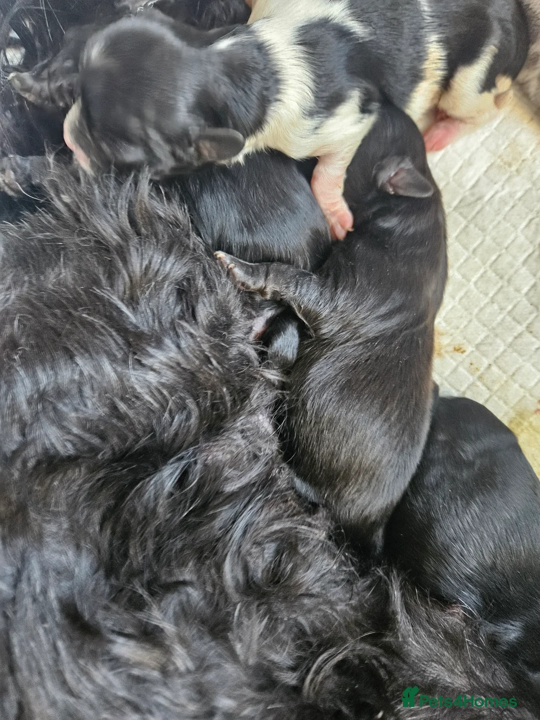Shihpoo dogs for sale: Shihpoo puppies in Swadlincote - Advert 10