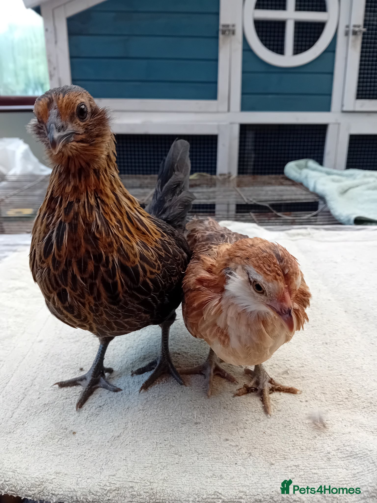 Chickens poultry Serama & D’Anver Cross Breeding Trio - Advert 1