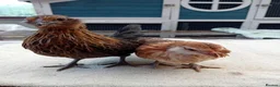 Chickens poultry for sale: Bearded Serama Trio for Loving Home - Advert 1