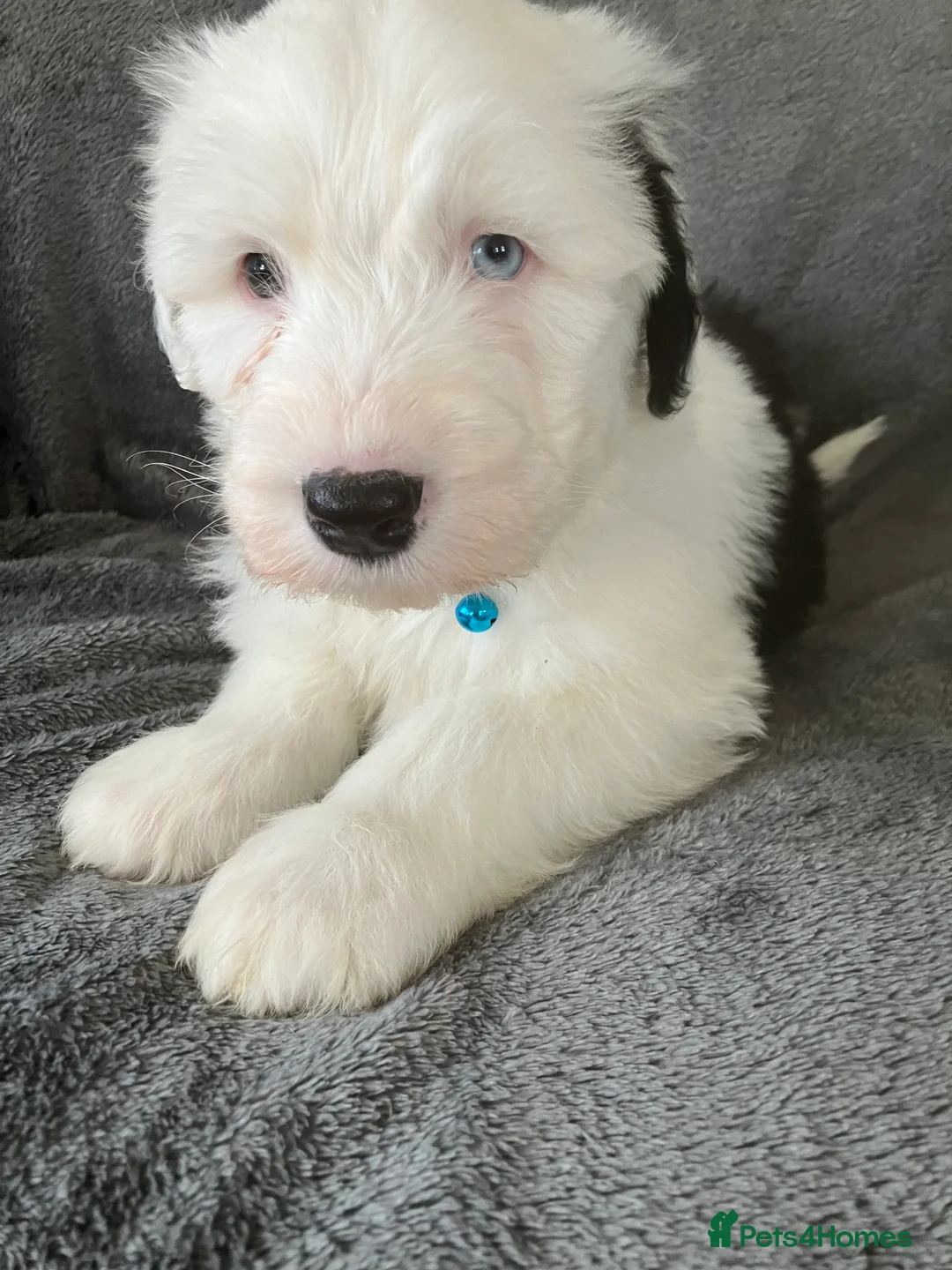 Old English Sheepdog dogs for sale: HEALTH TESTED OLD ENGLISH SHEEPDOG PUPPIES  - Advert 6