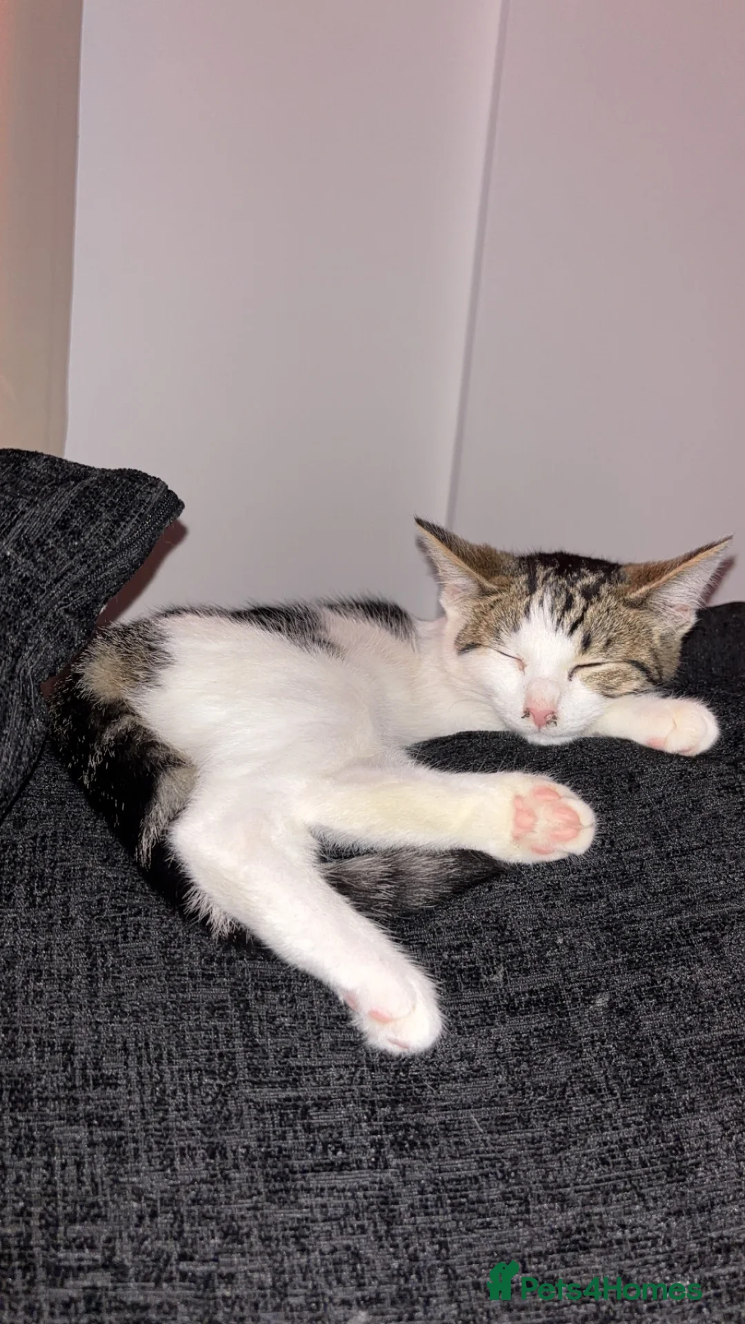Mixed Breed cats for sale: FREE, rehoming  in Burnley - Advert 3