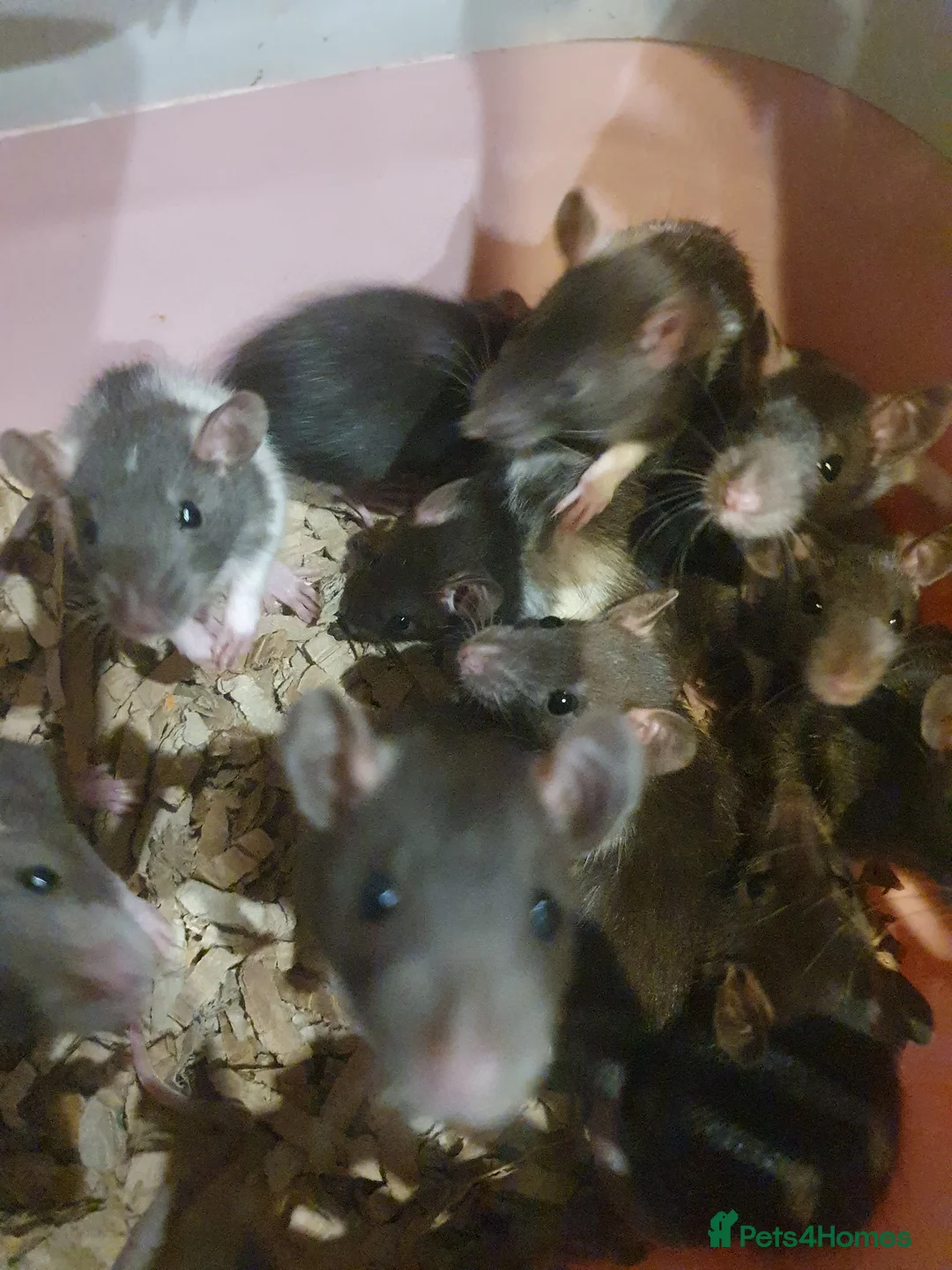 Rat rodents for sale: Confident, playful ratties! - Advert 16