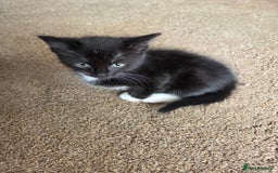 Mixed Breed cats for sale: Mixed breed kittens - Image 16