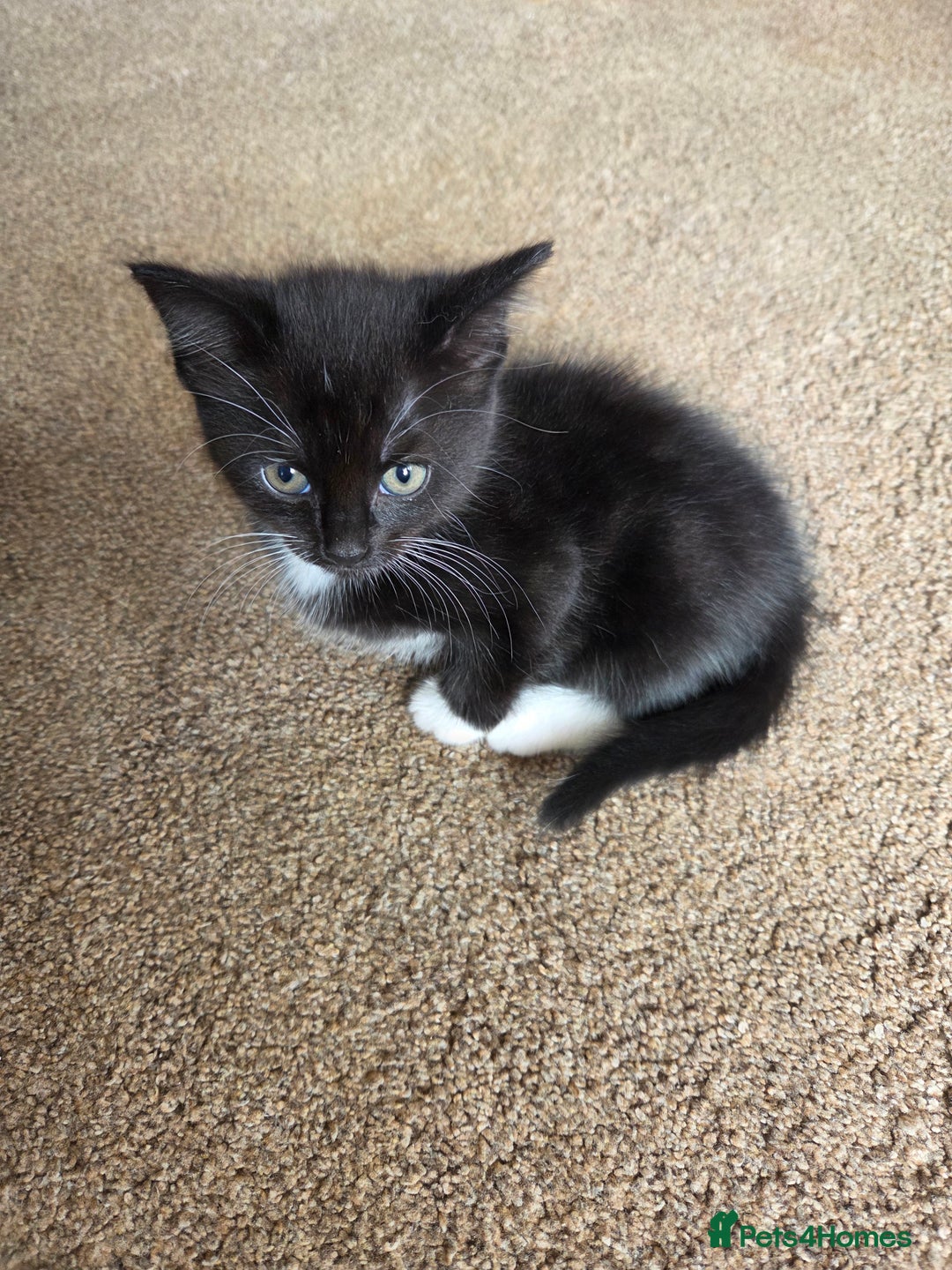 Mixed Breed cats for sale: Mixed breed kittens - Image 16