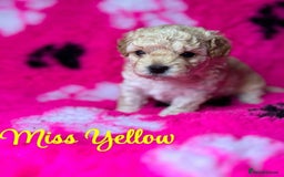 Cavapoo dogs for sale: ❤️ F1 Poochons due November ❤️  - Image 8