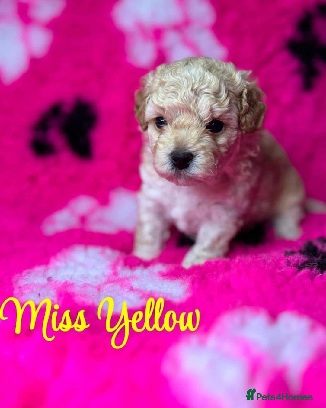 Cavapoo dogs for sale: ❤️ F1 Poochons due November ❤️  - Image 8