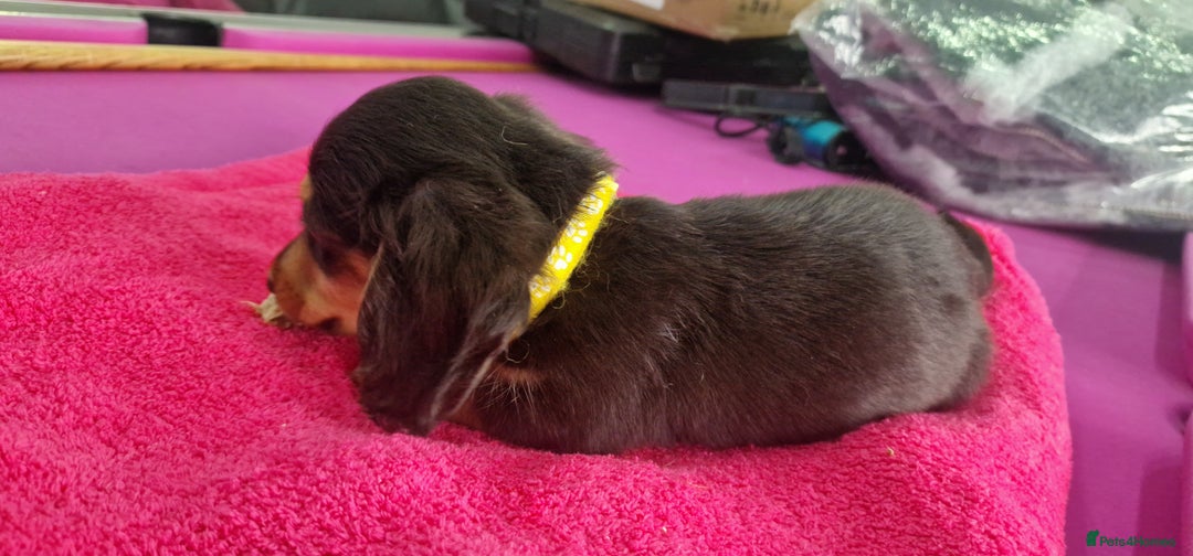 Miniature Dachshund dogs for sale: Miniature Dachshund puppies Longhaired & Smooth  - Image 30
