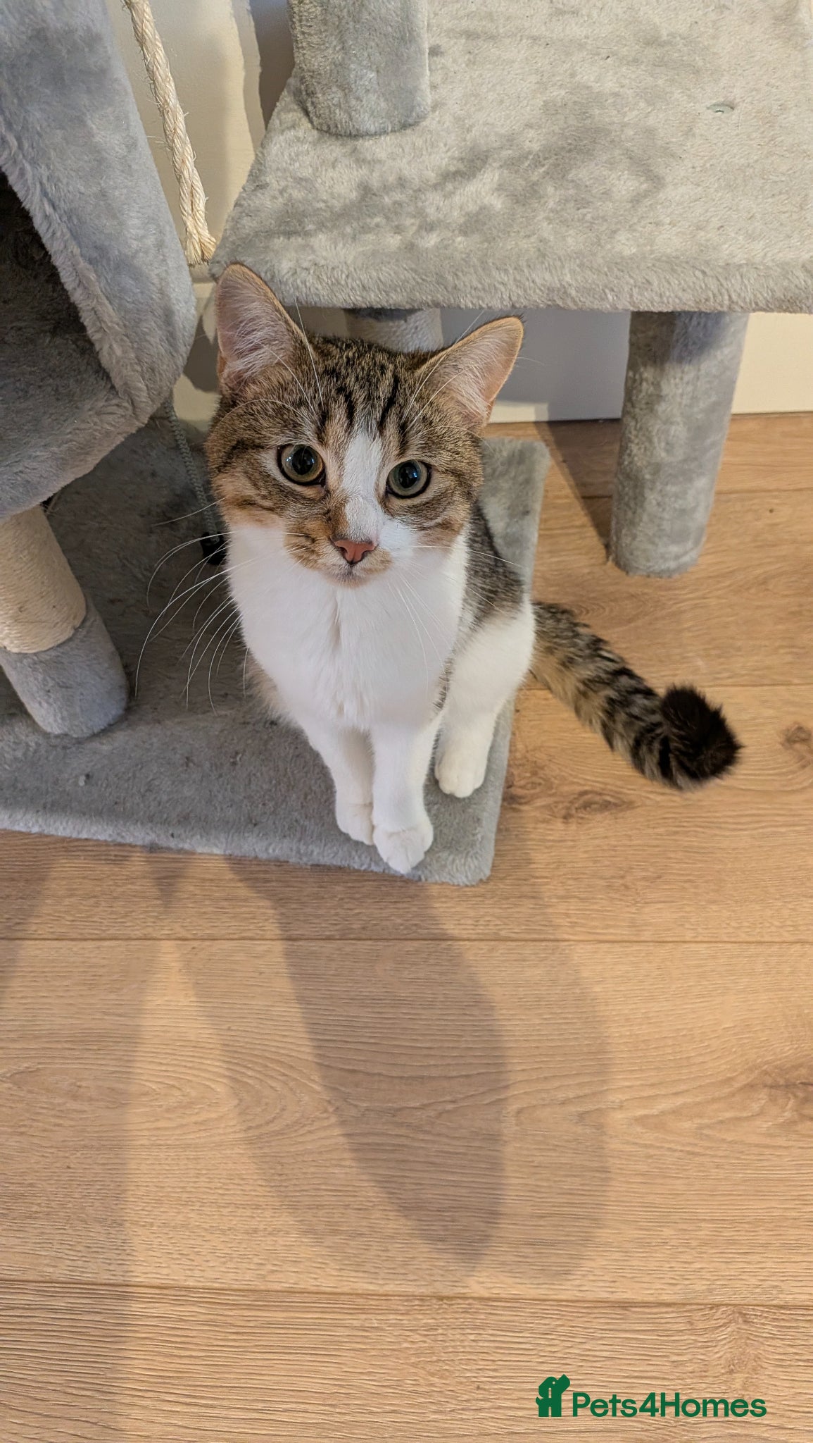 Mixed Breed cats Adorable tabby cat - Advert 15