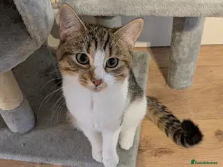 Mixed Breed cats Adorable tabby cat - Advert 15