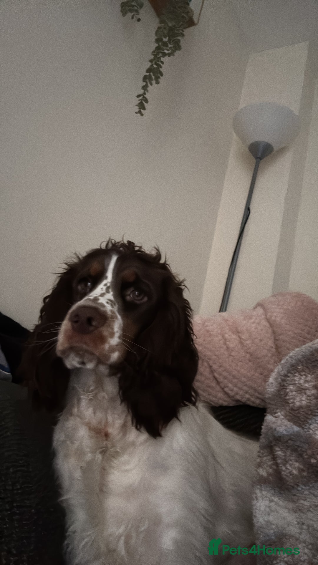 Cocker Spaniel dogs for sale: Milo  - Advert 2