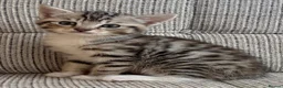 British Shorthair cats for sale: British Shorthair kittens. - Advert 32