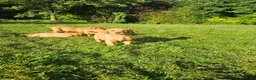 Labrador Retriever dogs for sale: Labrador puppies  - Advert 8
