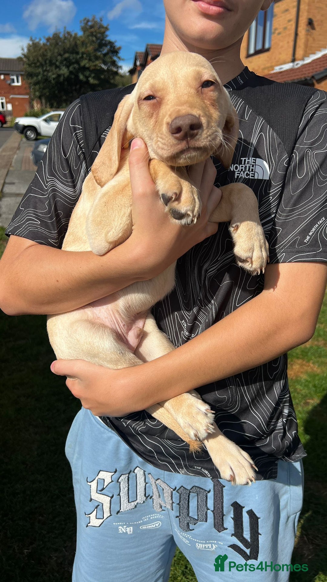 Mixed Breed dogs for sale: HUNGAROAN VIZSLADOR PUPPIES - VIZSLA x LABRADOR - Image 2