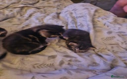 Mixed Breed cats for sale: 🐾 Emma & Bianca – Bengal Mix Sisters 🐾 - Image 9