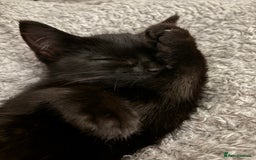 British Shorthair cats for sale: Stunning little kitten for sale  - Image 2